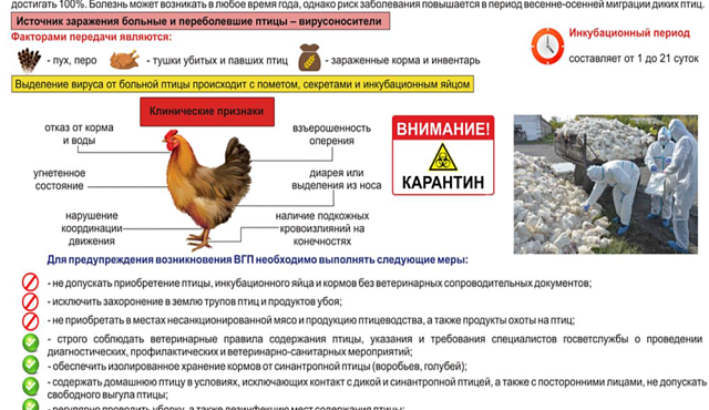 ПАМЯТКА ДЛЯ ВЛАДЕЛЬЦЕВ ЖИВОТНЫХ ПО ПРОФИЛАКТИКЕ ВЫСОКОПАТОГЕННОГО ГРИППА ПТИЦ