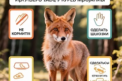 ПАМЯТКА О ПРАВИЛАХ ПОВЕДЕНИЯ ПРИ ВСТРЕЧЕ С ЛИСОЙ